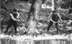 Tree felling with axes