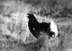 Blackcock lekking