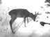 Roe deer