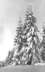 Snowy trees